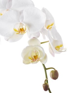Beyaz falaenopsis orkidesi, beyaz arkaplanda izole edilmiş güve orkideleri, kırpma yolu ile                          