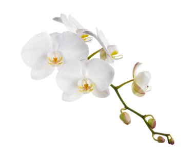 Beyaz falaenopsis orkidesi, beyaz arkaplanda izole edilmiş güve orkideleri, kırpma yolu ile                          