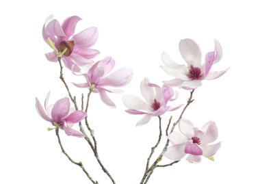 Yapraklı Magnolia liiflora çiçeği, beyaz arka planda izole Lily manolya çiçeği, kırpma yolu ile                                 