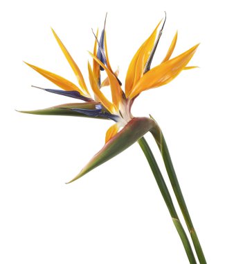 Strelitzia reginae çiçeği, cennet kuşu çiçeği, beyaz arka planda izole tropikal çiçek, kırpma yolu ile                              
