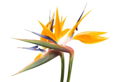 Strelitzia reginae çiçeği, cennet kuşu çiçeği, beyaz arka planda izole tropikal çiçek, kırpma yolu ile                              