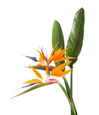 Strelitzia reginae çiçeği, cennet kuşu çiçeği, beyaz arka planda izole tropikal çiçek, kırpma yolu ile                              