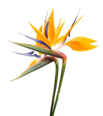 Strelitzia reginae çiçeği, cennet kuşu çiçeği, beyaz arka planda izole tropikal çiçek, kırpma yolu ile                              