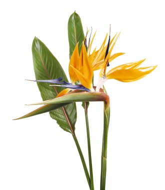 Strelitzia reginae çiçeği, cennet kuşu çiçeği, beyaz arka planda izole tropikal çiçek, kırpma yolu ile                              