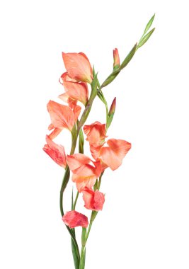 Gladiolus çiçekleri, Orange gladiolus beyaz arka planda soyutlanmış bir dalda çiçek açıyor.                        