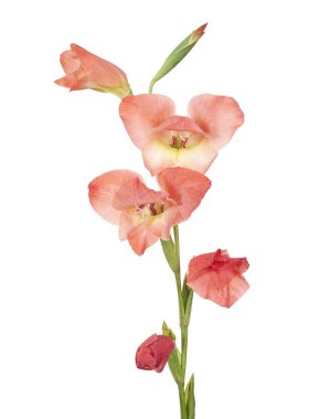 Gladiolus çiçekleri, Orange gladiolus beyaz arka planda soyutlanmış bir dalda çiçek açıyor.                        