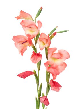 Gladiolus çiçekleri, Orange gladiolus beyaz arka planda soyutlanmış bir dalda çiçek açıyor.                        