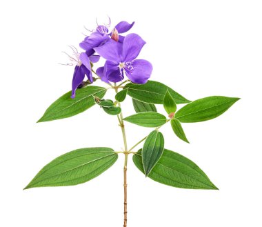 Malabar melastome çiçekler, Tropikal mor çiçek beyaz arka plan izole, kırpma yolu ile                         