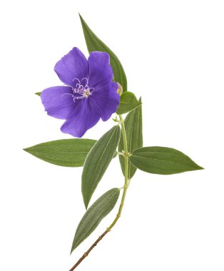 Malabar melastome çiçekler, Tropikal mor çiçek beyaz arka plan izole, kırpma yolu ile                         