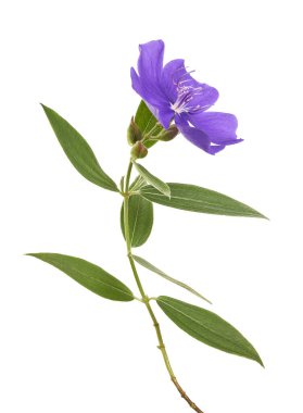 Malabar melastome çiçekler, Tropikal mor çiçek beyaz arka plan izole, kırpma yolu ile                         