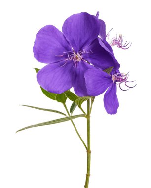 Malabar melastome çiçekler, Tropikal mor çiçek beyaz arka plan izole, kırpma yolu ile                         