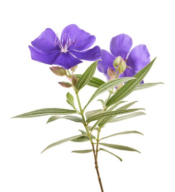 Malabar melastome çiçekler, Tropikal mor çiçek beyaz arka plan izole, kırpma yolu ile                         