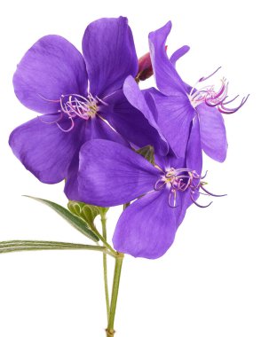 Malabar melastome çiçekler, Tropikal mor çiçek beyaz arka plan izole, kırpma yolu ile                         