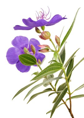 Malabar melastome çiçekler, Tropikal mor çiçek beyaz arka plan izole, kırpma yolu ile                         