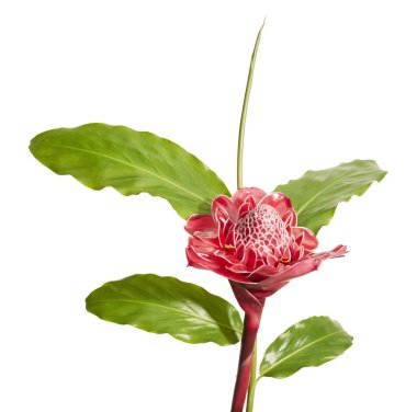 Etlingera elatior, kırmızı meşale kızıl çiçeği beyaz arka planda izole edilmiş, kırpma yolu ile  