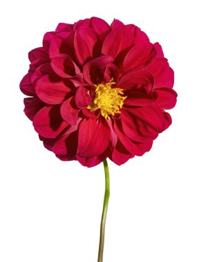 Dahlia çiçeği, kırmızı yıldız çiçeği sarı polen ile izole edilmiş beyaz arka planda, kırpma yolu ile                                