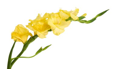 Gladiolus çiçekleri, sarı gladiolus beyaz arka planda soyutlanmış bir dalda çiçek açıyor, kırpma yolu ile                                                                                                 