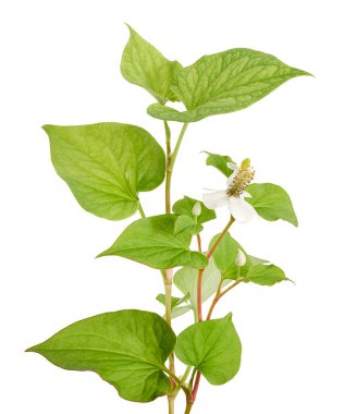 Nane şekeri, çiçekli balık yaprağı beyaz arka planda izole edilmiş, kırpma yolu ile  