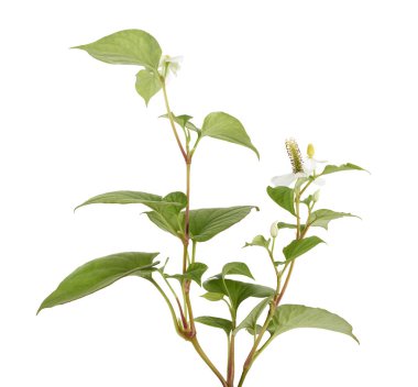 Nane şekeri, çiçekli balık yaprağı beyaz arka planda izole edilmiş, kırpma yolu ile  