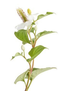 Nane şekeri, çiçekli balık yaprağı beyaz arka planda izole edilmiş, kırpma yolu ile  