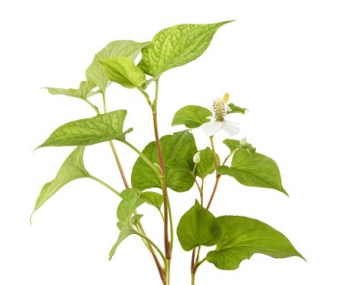 Nane şekeri, çiçekli balık yaprağı beyaz arka planda izole edilmiş, kırpma yolu ile  