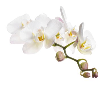 Beyaz falaenopsis orkidesi, beyaz arkaplanda izole edilmiş güve orkideleri, kırpma yolu ile                             