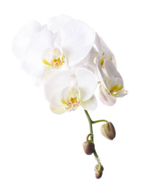 Beyaz falaenopsis orkidesi, beyaz arkaplanda izole edilmiş güve orkideleri, kırpma yolu ile                             