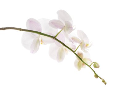 Beyaz falaenopsis orkidesi, beyaz arkaplanda izole edilmiş güve orkideleri, kırpma yolu ile                             