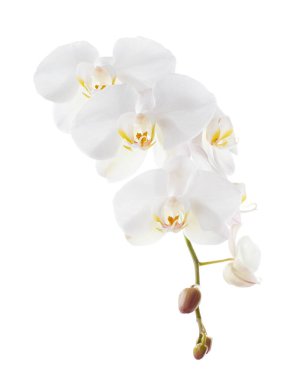 Beyaz falaenopsis orkidesi, beyaz arkaplanda izole edilmiş güve orkideleri, kırpma yolu ile                             