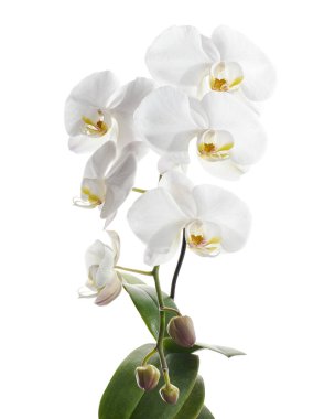 Beyaz falaenopsis orkidesi, beyaz arkaplanda izole edilmiş güve orkideleri, kırpma yolu ile                             