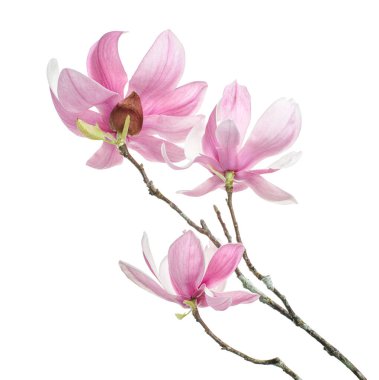 Yapraklı Magnolia liiflora çiçeği, beyaz arkaplanda izole edilmiş ve kırpma yolu olan Lily manolya çiçeği.                             