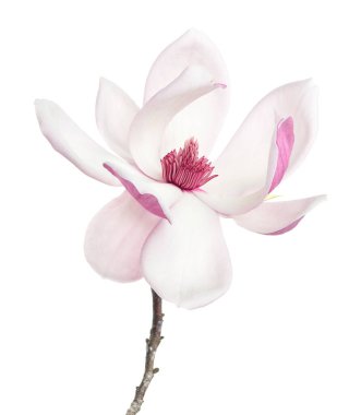 Yapraklı Magnolia liiflora çiçeği, beyaz arkaplanda izole edilmiş ve kırpma yolu olan Lily manolya çiçeği.                             