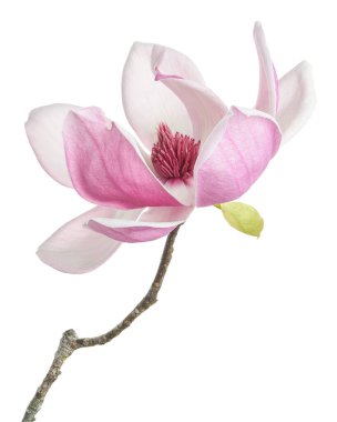 Yapraklı Magnolia liiflora çiçeği, beyaz arkaplanda izole edilmiş ve kırpma yolu olan Lily manolya çiçeği.                             