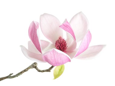 Yapraklı Magnolia liiflora çiçeği, beyaz arkaplanda izole edilmiş ve kırpma yolu olan Lily manolya çiçeği.                             