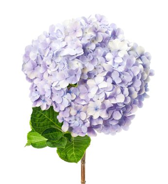 Ortanca çiçeği, ortanca makrofilla, beyaz arka planda izole edilmiş, kırpma yolu ile                                