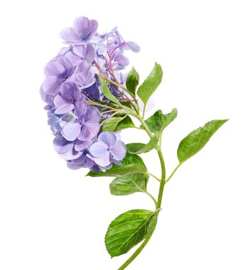 Ortanca çiçeği, ortanca makrofilla, beyaz arka planda izole edilmiş, kırpma yolu ile                                