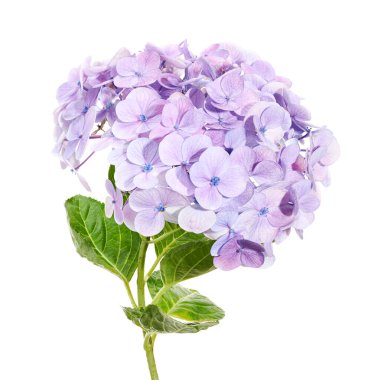 Ortanca çiçeği, ortanca makrofilla, beyaz arka planda izole edilmiş, kırpma yolu ile                                