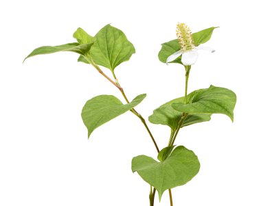 Nane şekeri, çiçekli balık yaprağı beyaz arka planda izole edilmiş, kırpma yolu ile                               