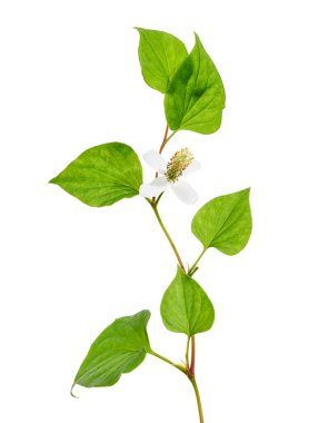 Nane şekeri, çiçekli balık yaprağı beyaz arka planda izole edilmiş, kırpma yolu ile                               