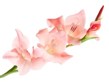 Gladiolus çiçekleri, Orange gladiolus beyaz arka planda soyutlanmış bir dalda çiçek açıyor.                            