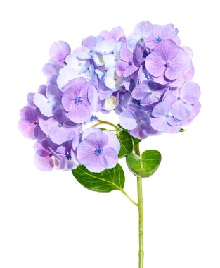 Ortanca çiçeği, ortanca makrofilla, beyaz arka planda izole edilmiş, kırpma yolu ile                                