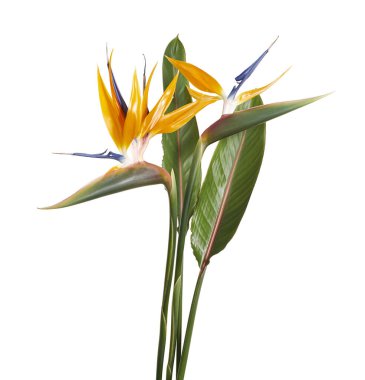 Strelitzia reginae çiçeği, cennet kuşu çiçeği, beyaz arka planda izole tropikal çiçek, kırpma yolu ile              