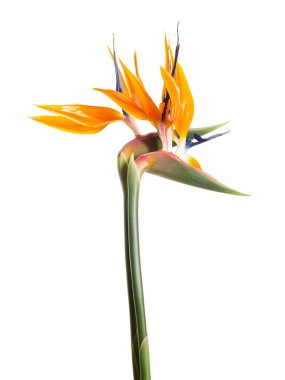 Strelitzia reginae çiçeği, cennet kuşu çiçeği, beyaz arka planda izole tropikal çiçek, kırpma yolu ile              
