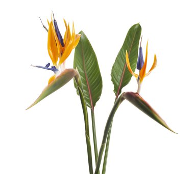 Strelitzia reginae çiçeği, cennet kuşu çiçeği, beyaz arka planda izole tropikal çiçek, kırpma yolu ile              