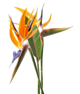 Strelitzia reginae çiçeği, cennet kuşu çiçeği, beyaz arka planda izole tropikal çiçek, kırpma yolu ile              