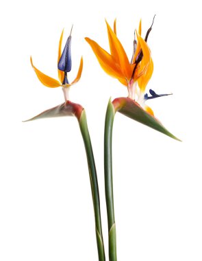 Strelitzia reginae çiçeği, cennet kuşu çiçeği, beyaz arka planda izole tropikal çiçek, kırpma yolu ile              