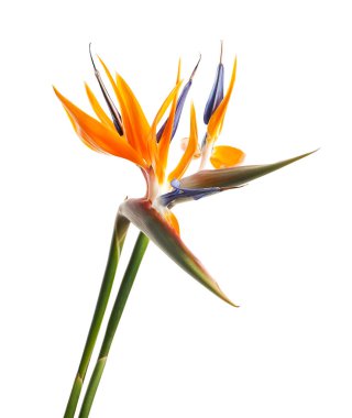 Strelitzia reginae çiçeği, cennet kuşu çiçeği, beyaz arka planda izole tropikal çiçek, kırpma yolu ile              