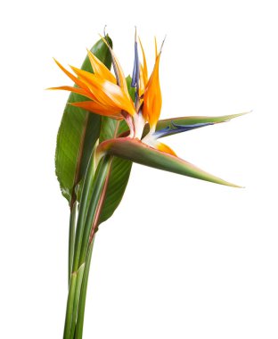 Strelitzia reginae çiçeği, cennet kuşu çiçeği, beyaz arka planda izole tropikal çiçek, kırpma yolu ile              