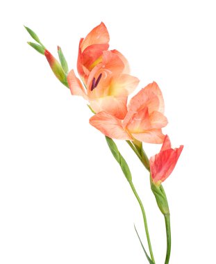 Gladiolus çiçekleri, Orange gladiolus beyaz arka planda soyutlanmış bir dalda çiçek açıyor.                            
