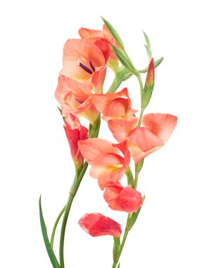 Gladiolus çiçekleri, Orange gladiolus beyaz arka planda soyutlanmış bir dalda çiçek açıyor.                            